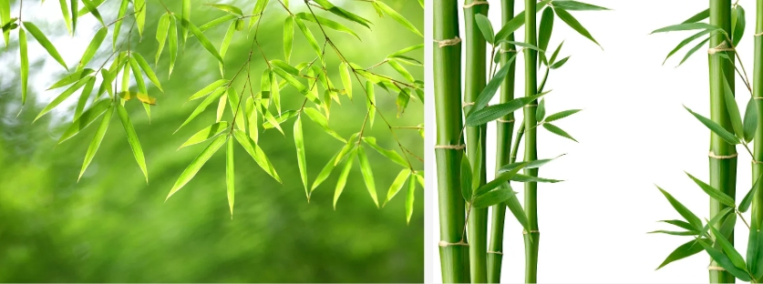 bamboo leaf extract..jpg